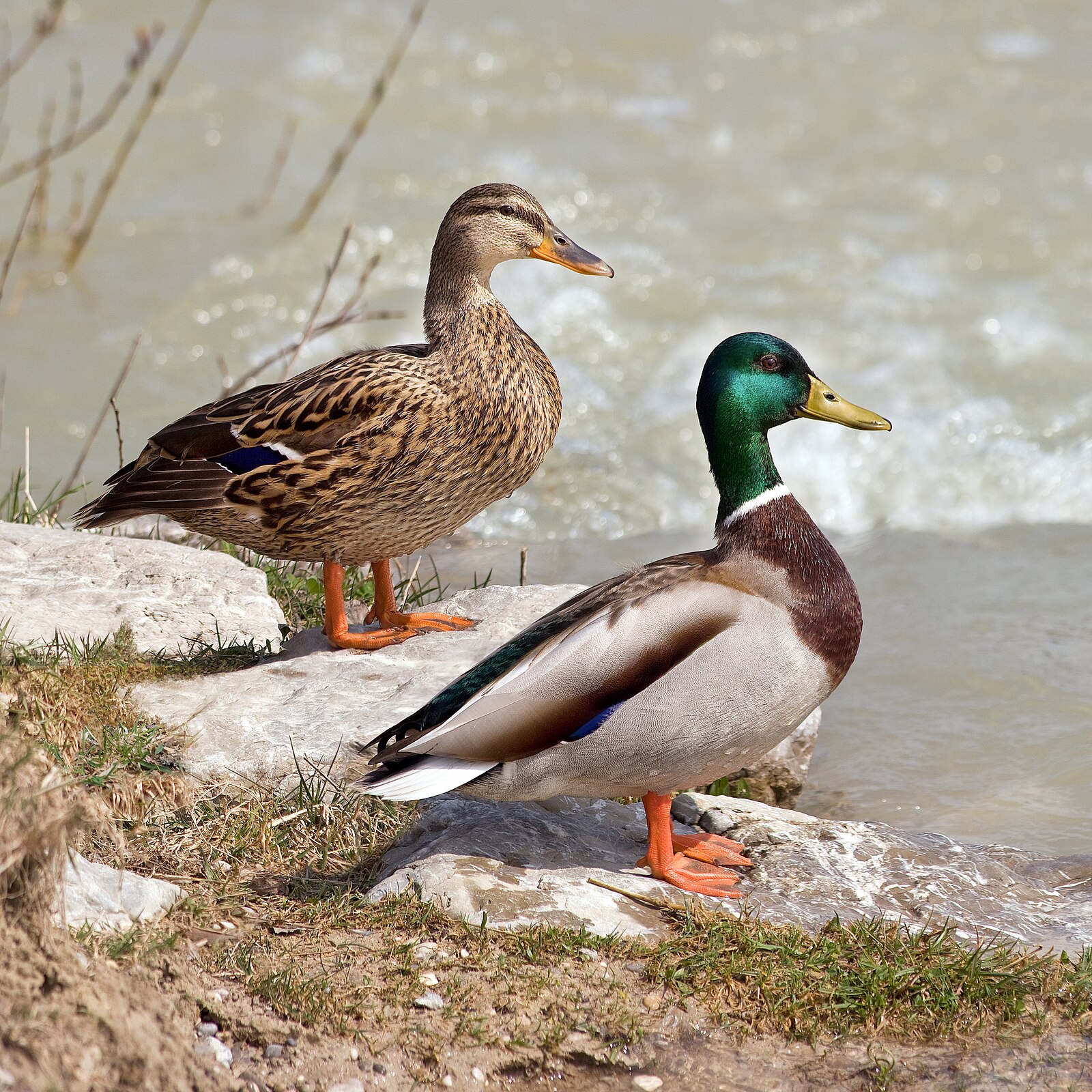 Mallards Over Flooded Timber