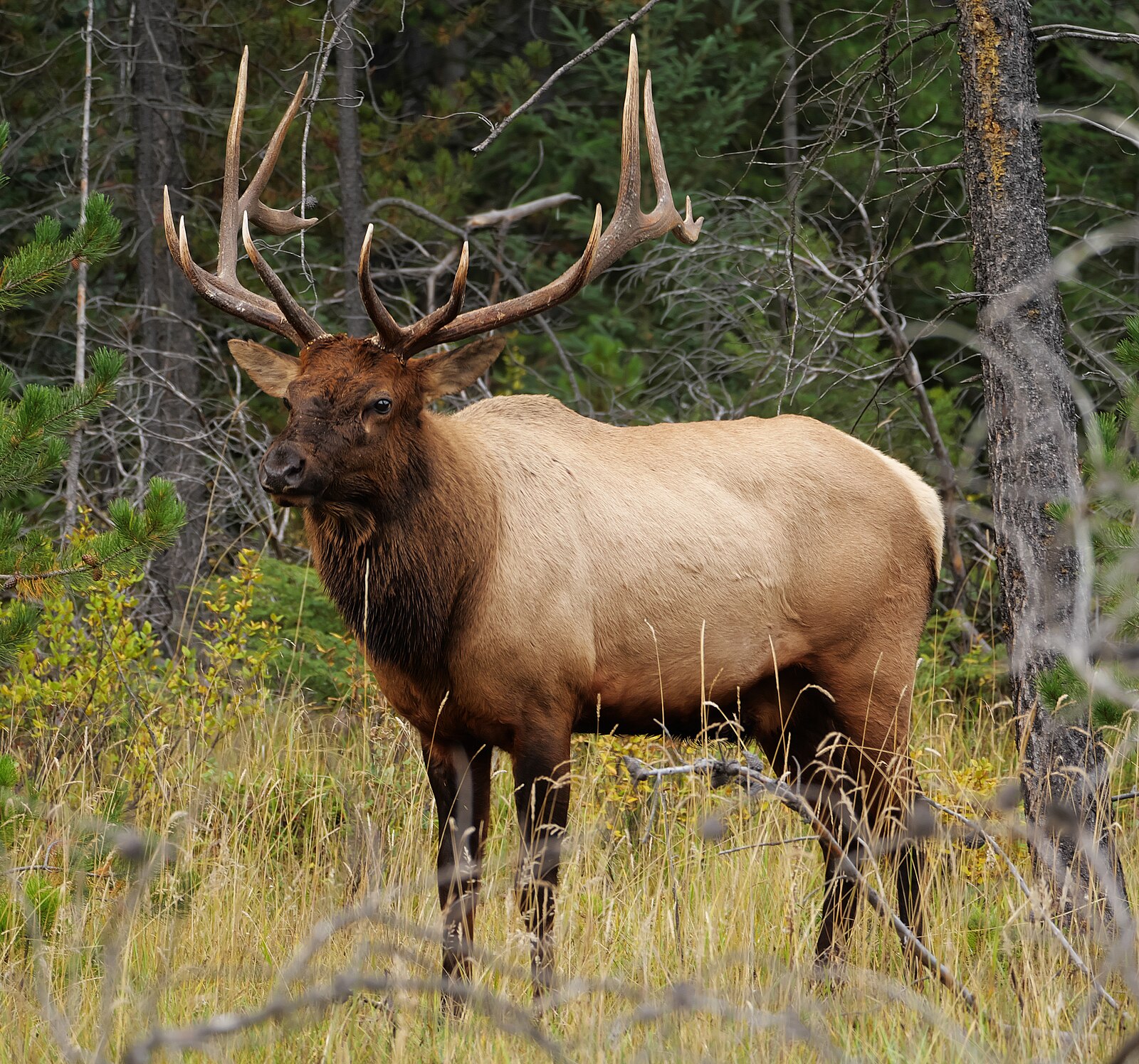 Bugling Bull Elk in Mountain Timber
