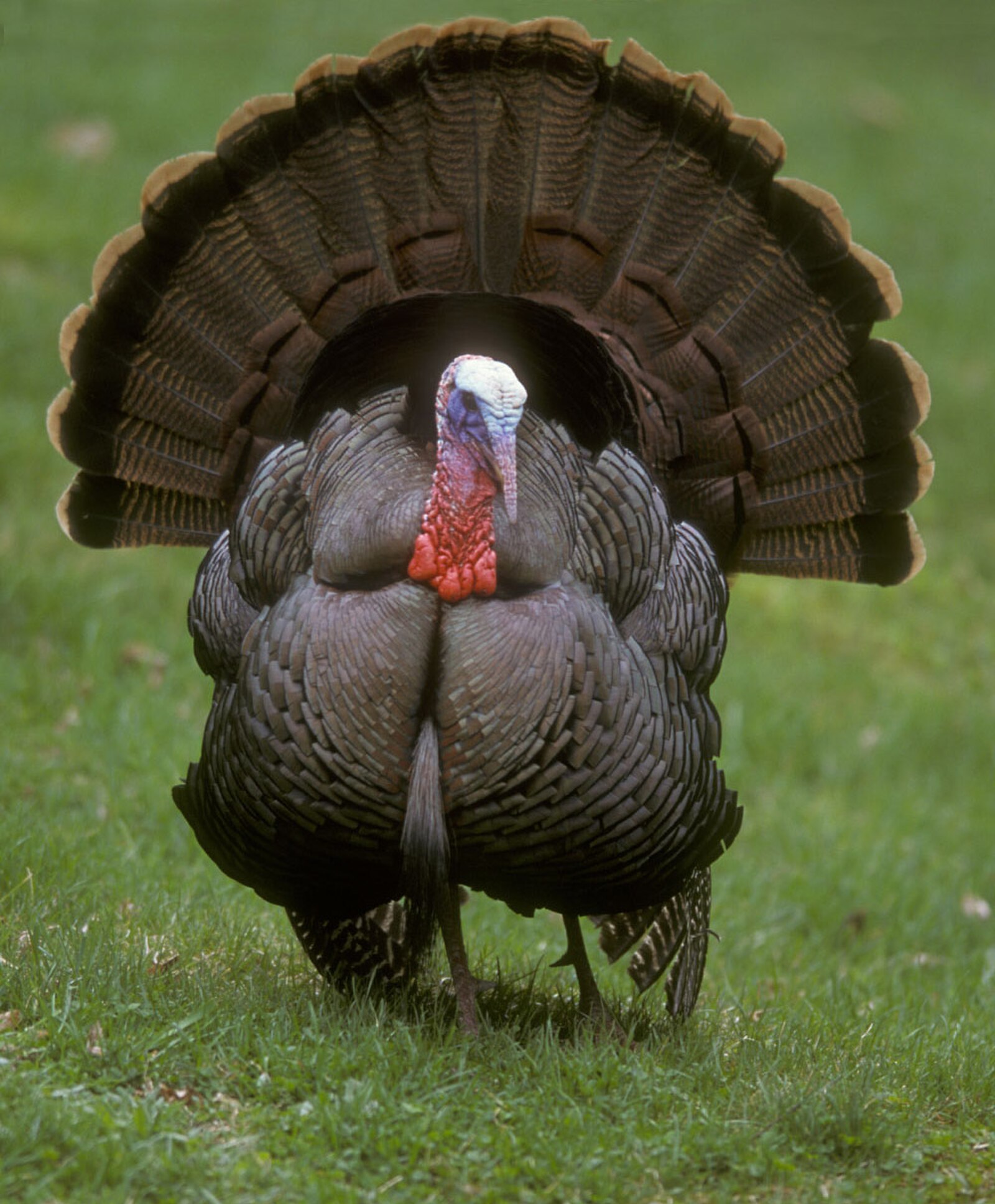 Strutting Gobbler at Dawn